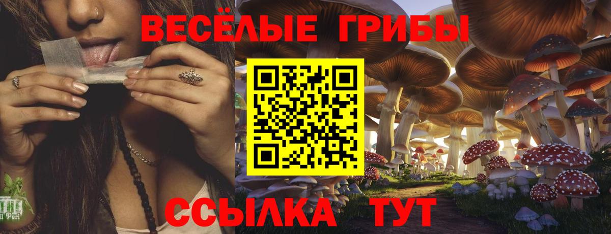 Псилоцибиновые грибы Psilocybe  Вход с VPN  Новозыбков  Галлюциногенные грибы прущие грибы 
